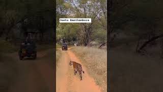 Ranthambore national park today injoy viral [upl. by Laidlaw801]