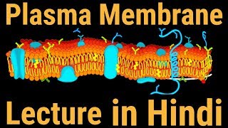 Plasma Membrane Structure Parts and Functions Hindi [upl. by Ynnahc494]