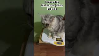 Lepas adop mainecoon jantan sewasa kucing mainecoon [upl. by Cloris]