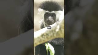 Angolan Colobus Monkey [upl. by Aniral]