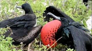 Frigate birds mating calls and behavior Galapagos Islands [upl. by Favata]