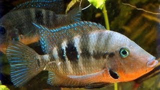 Firemouth and Convict Cichlids [upl. by Atillertse539]