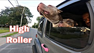 This Is How We Ride American Bully Style puppy xlamericanbully americanbully dog vlog vlogger [upl. by Zolnay42]