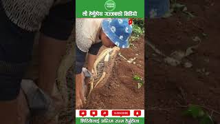 तरुल agriculture machinery nepalipatro nepalishorts nepalisongscollection viral [upl. by Arretahs]