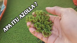 APA ITU AZOLLA MICROPHYLLA  BERIKUT INI PENJELASANNYA [upl. by Bonnie549]