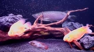 My Jardini Arowana Community Tank [upl. by Aciras]