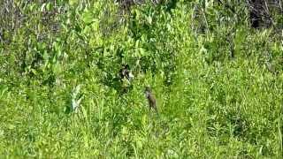 Blackbilled Cuckoo Croatan National Forest North Carolina [upl. by Mihsah774]