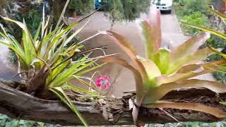 Bromelias en Troncos🪵😍 [upl. by Eidod]