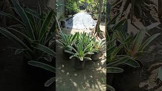 Ato naning ibalhin Bromeliad Plantyoutubeshorts gardener jannelnoculan [upl. by Niven]