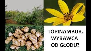 Topinambur Wszystko o roślinie  Sprawozdanie z uprawy w PL Mazowsze 2019 ZŻ 64 [upl. by Kowalski271]