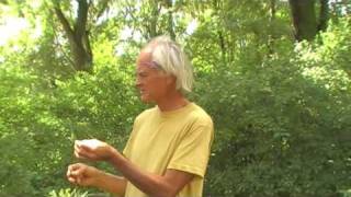 Wildkräuterwanderung mit Prof Dr Bernd Gerken [upl. by Goldston673]