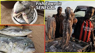 The FISH TOWN in SENEGAL  Incredible VARITIES of Fishes in SENEGAL [upl. by Reinhold]