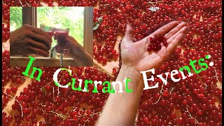 Red currants how to grow and harvest  recipes and facts [upl. by Ambrosine]