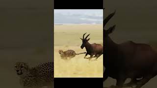 Cheetahs Lightning Chase  Wildebeest Showdown shorts shortsfeed cheetah animals [upl. by Rodina]