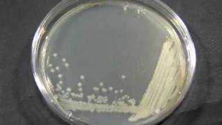 TimeLapse of Bacillus cereus growing [upl. by Iahs]