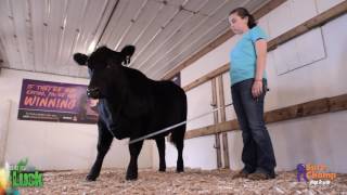 Show Cattle How to Introduce the Show Stick [upl. by Shauna]