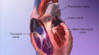 The Heart Valves with Heart amp Circulatory Premium 2 [upl. by Abbott]