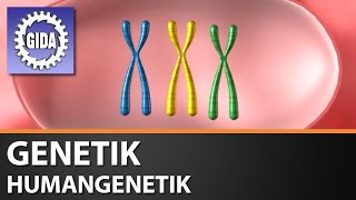 Trailer  Genetik  Humangenetik  Biologie  Schulfilm [upl. by Rosenzweig600]