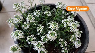 Alyssum Plant care  How to Grow and Care Alyssum plant [upl. by Liggett]