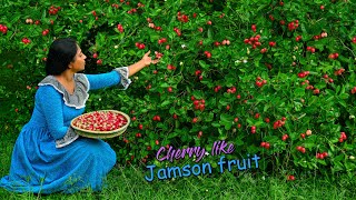 Cherry like Jamson fruit My secret Rice Pudding was so tasty with candied jamsons Traditional Me [upl. by Leanor]