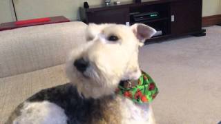 Wire Fox Terrier Hamish sings a song [upl. by Eniluqcaj]