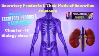 Excretory Products amp Their Mode of Excretion  Chapter 19  ammonia class11 biology cbse [upl. by Assenaj]