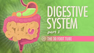 Digestive System Part 1 Crash Course Anatomy amp Physiology 33 [upl. by Dwinnell]