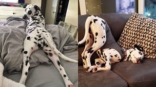 FUNNY AND CUTE DALMATIANS  THIS IS THE MOST LOVELY AND FUNNIEST VIDEO Funny Pets 🐶🤍 [upl. by Enia]