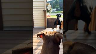 ROTTWEILER GROWLS AT LADY WALKING HER DOG rottweiler guarddog growling barking rottie [upl. by Odrick]