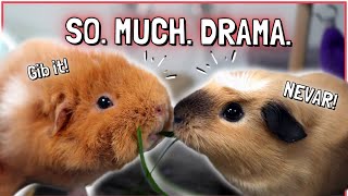 10 Most Dramatic Guinea Pig Behaviors [upl. by Roxy]