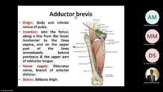 Medial compartment of the thigh [upl. by Kerstin]