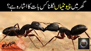 Mystery of persistent Ants in your Home Tale of Islamic Wisdom islamicvideo [upl. by Karlis]