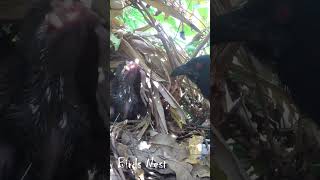 Greater Parent Coucal Bird brings food to feed the babies in their nest E18 [upl. by Alyad590]