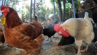 Backyard Chickens Relaxing Sounds Noises ASMR Long Video Hens Clucking Roosters Crowing [upl. by Cassandra]