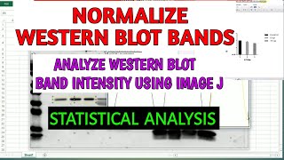 Normalization of western blot bands ll Statistical analysis ll xgene and proteinX [upl. by Auhesoj]