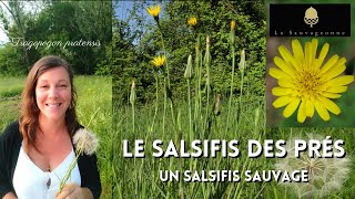 Le salsifis des prés un salsifis sauvage 🌿🌼🌿 [upl. by Anhoj]