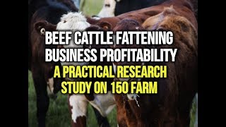 Beef Cattle Fattening profit [upl. by Ahsoyem]