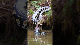 Giant python VS Crocodile animals [upl. by Ileek]