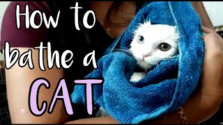 How to bathe a Cat  How to wash your Cats step by step  Cat bathing  Save Money 💰 [upl. by Eidarb15]