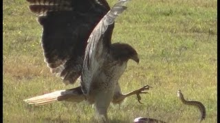 RedTailed Hawk vs Snake [upl. by Hun376]