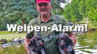 Jagdhunde  WelpenAlarm   Deutsch Drahthaar [upl. by Novat33]