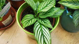 Time to repot the Calathea Parbivlogs foilageSense [upl. by Vedi798]