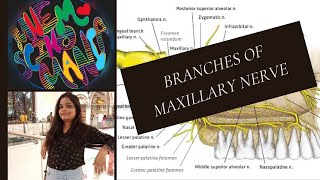 BRANCHES OF MAXILLARY NERVESelf made mnemonics [upl. by Conte723]