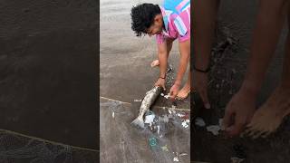 पेऱ्याची मच्छी 🐟FISHING aagrikoli fish aagri konkan alibag fishing viralvideo ytshort song [upl. by Louanne]