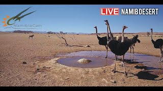 Namibia Live stream in the Namib Desert [upl. by Binah]