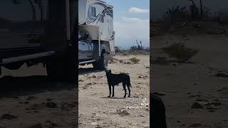 Big Stepping from Baja to British Columbia overland ram cummins camping offroad 4x4 vanlife [upl. by Kellyn970]