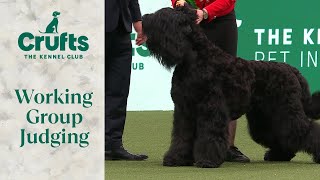 Working Group Judging  Crufts 2024 [upl. by Hnahk]