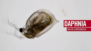 Daphnia  by Motic Europe [upl. by Creigh]