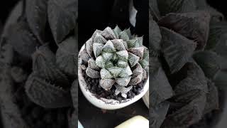 haworthia suculentas succulentslover plants [upl. by Akemad]