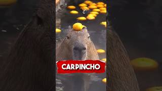 Carpincho 🦦 carpincho animales fyp animalsoftiktok capybara espanol spain spanish mexico [upl. by Susann]